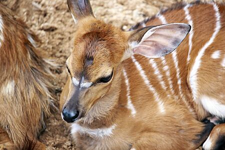 Antelope at KhoKeaw open zoo in Thailand.の写真素材