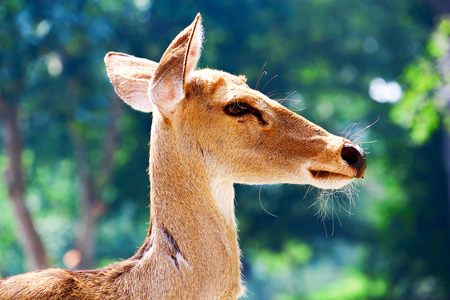 Brown antelope crop faceの写真素材