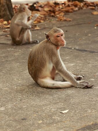monkey restingの写真素材