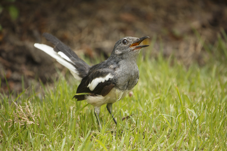Oriental Magpie-Robinの写真素材
