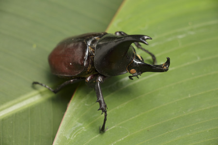 Rhino beetleの写真素材