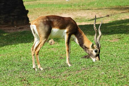 Antelope on grassland in Khao kheow Zoo, Thailandの写真素材