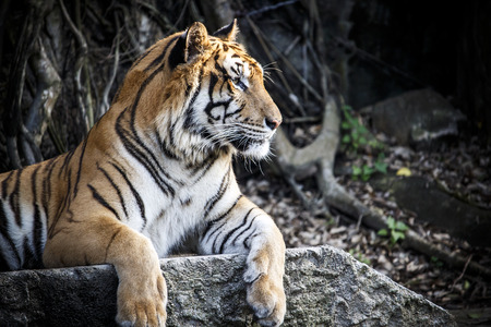 Big sumatran tiger at KhoKeaw open zoo in Thailand.の写真素材