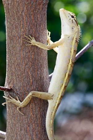 Lizardsの写真素材