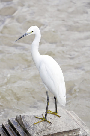 A White Heron bird (Great egret) standing at the riverの写真素材