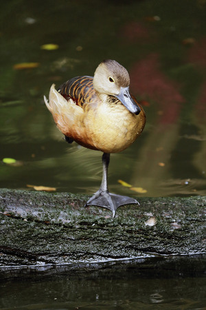 Indian whistling duck standingの写真素材
