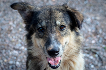 dog smile