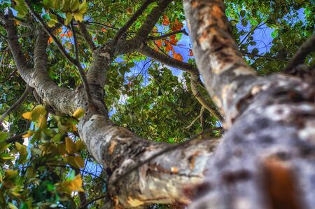 Looking up from under a tree
