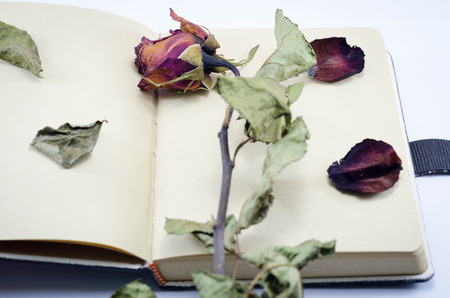 Dried red rose and leaf on notebook white backgroundの写真素材