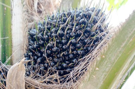 Palm fruit growing on tree, tropical plant for biodiesel productionの写真素材