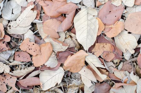 Pattern of Fallen leaves in the park - backgroundの写真素材