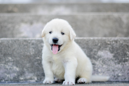 dog - puppy outdoorsの写真素材