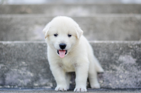 dog - puppy outdoors