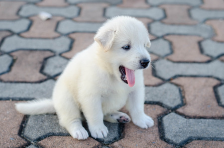 dog - puppy outdoorsの写真素材