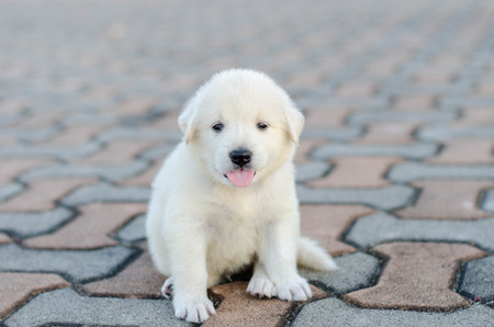 dog - puppy outdoorsの写真素材