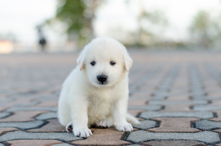 dog - puppy outdoorsの写真素材