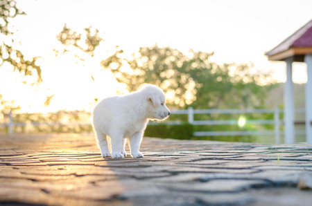 dog - puppy outdoors sunsetの写真素材