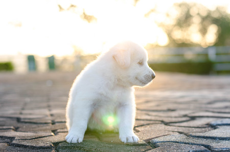 dog - puppy outdoors sunsetの写真素材