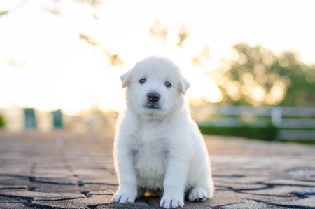 dog - puppy outdoors sunsetの写真素材