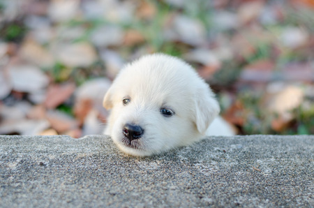 dog - puppy outdoorsの写真素材