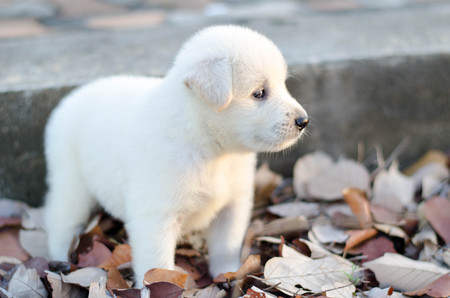 dog - puppy outdoorsの写真素材