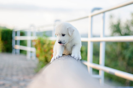 dog - puppy outdoorsの写真素材