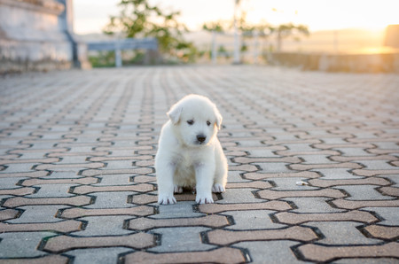 dog - puppy outdoors sunsetの写真素材
