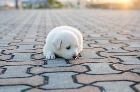 dog - puppy outdoors sunset