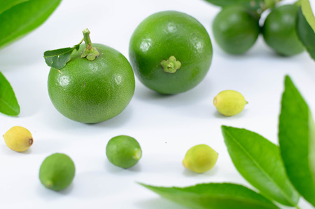 Green lime with leaf isolated on white backgroundの写真素材
