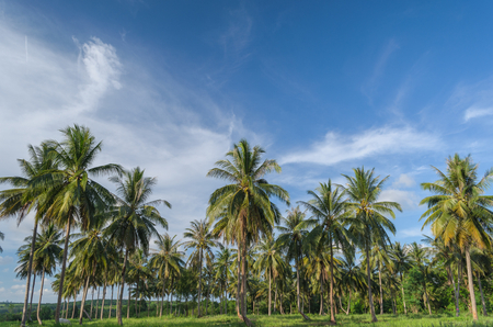 Coconut tree plantation and blue sky.の写真素材