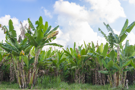 Banana tree plantation with daylight and sky.の写真素材