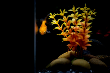 Goldfish in fish tank beautiful Black background and Artificial reefの写真素材