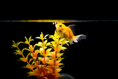 Goldfish Eat in fish tank beautiful Black background and Artificial reefの写真素材