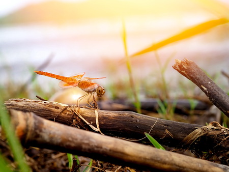 Dragonfly. Woodland River side have Mountain are backgroundの写真素材