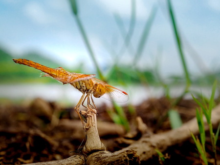 Dragonfly. Woodland River side have Mountain are background