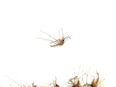 Close up Dead Mosquito isolated on white backgroundの写真素材