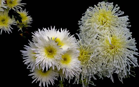 White Flower の写真素材