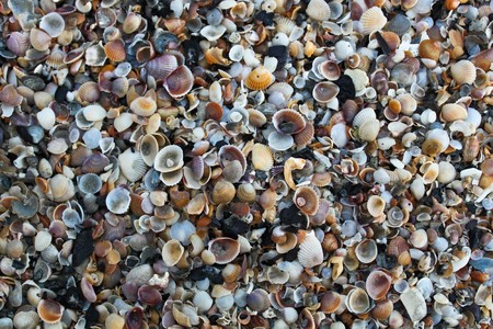 Sea shell background on the beach.の写真素材