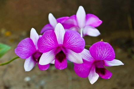 Purple orchidの写真素材