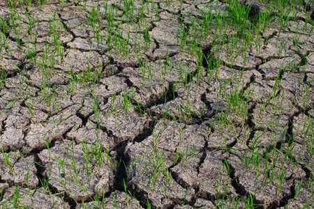 Dry ground after heat period.