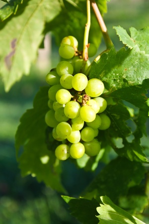 Bunch of grapes on a background of the green leavesの写真素材