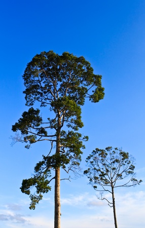 The tree and blue cloudy sky.の写真素材