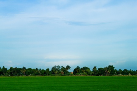 Lush green rice field with a blue sky.の写真素材