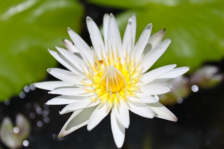 Water lily In water. A beautiful lotus.