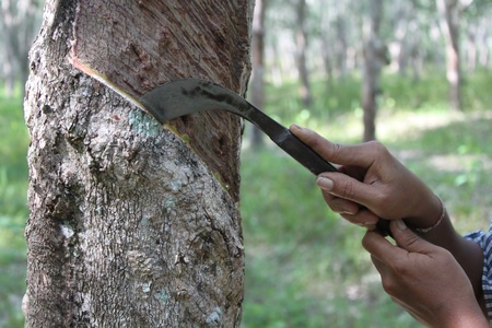 Cut rubber tree which will be converted into rubber.の写真素材
