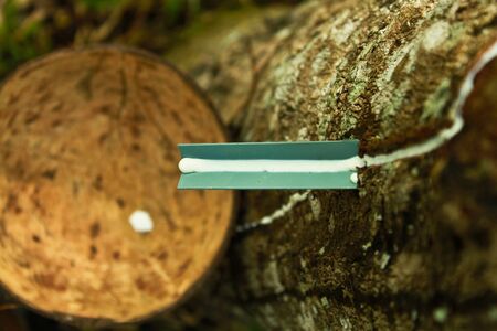 Rubber tree latex which will be converted into rubber.の写真素材