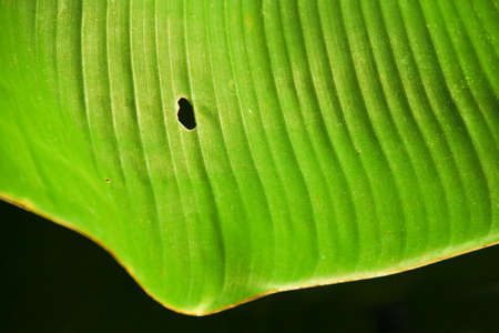 Isolated banana leaf on black. Banana leaf for background.の写真素材