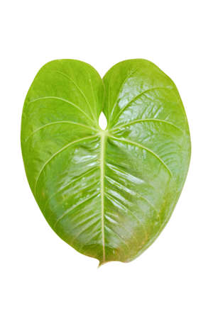 Green Leaves isolated on a white backgroundの写真素材