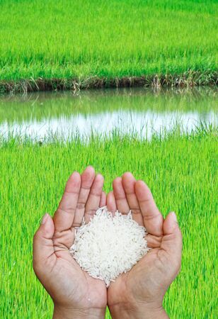 Green field, Asia paddy field の写真素材