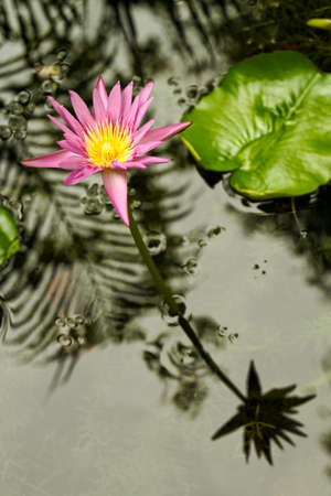 Water lily In water  A beautiful lotus の写真素材
